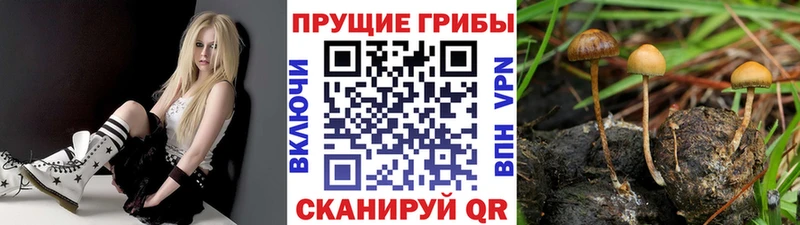 где купить наркоту  Урюпинск  Галлюциногенные грибы прущие грибы 